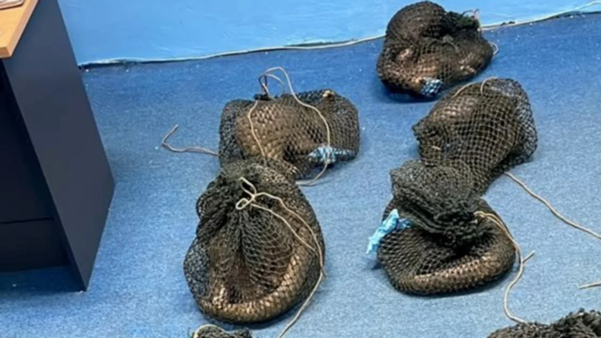 Filipino national arrested with 10 live pangolins and elephant tusk in Sabah wildlife smuggling bust