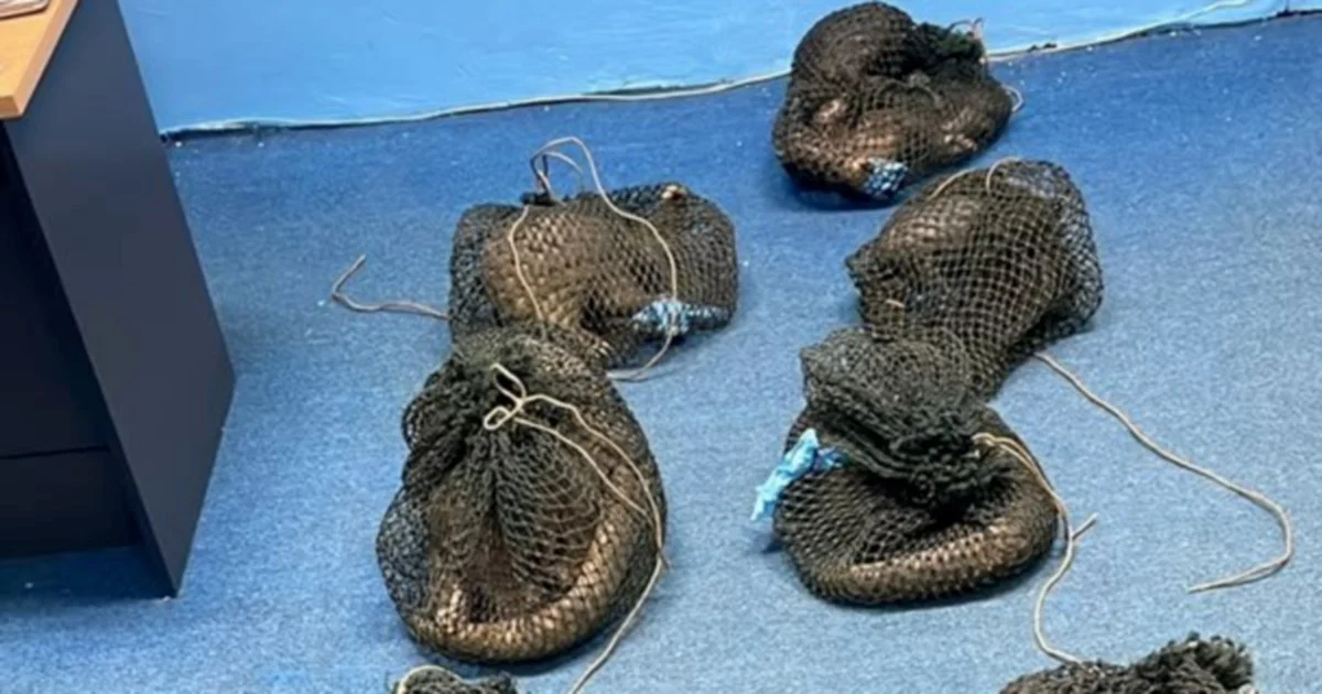 Filipino national arrested with 10 live pangolins and elephant tusk in Sabah wildlife smuggling bust