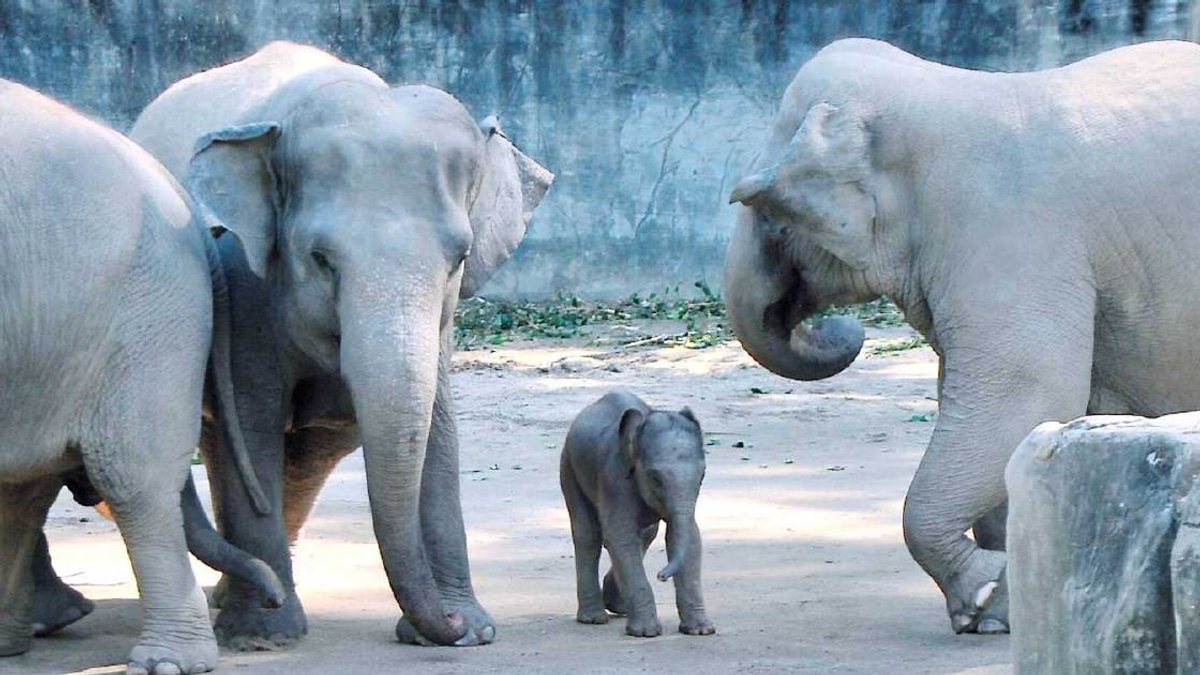 Wildlife Group Alleges RM53 Million Elephant Deal Diverted to Private Individuals Rather Than State