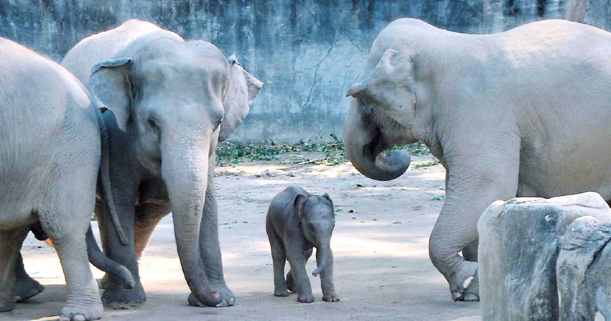 Wildlife Group Alleges RM53 Million Elephant Deal Diverted to Private Individuals Rather Than State