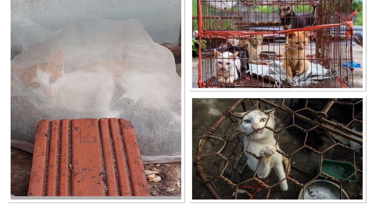 Underground Cat Meat Trade Persists Across Indochina Despite Public Opposition