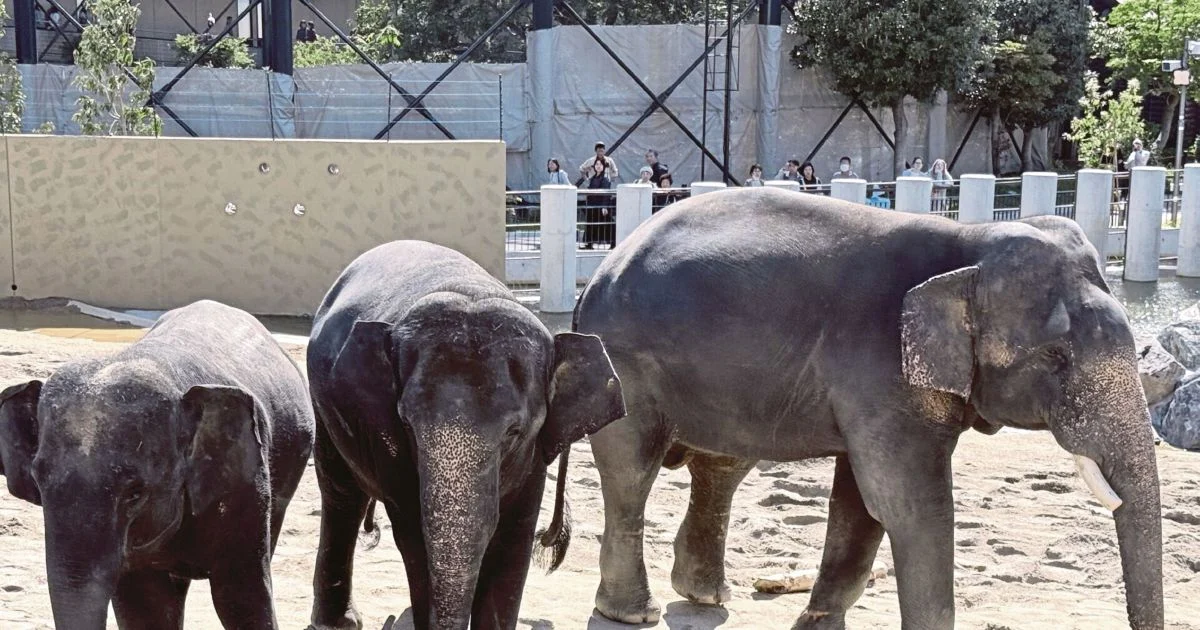 MACC Launches Inquiry into Zoo Taiping Elephant Transfer to Japan
