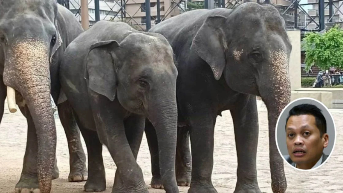 Former Environment Minister Nik Nazmi Rejects Corruption Claims Over Elephant Zoo Transfer