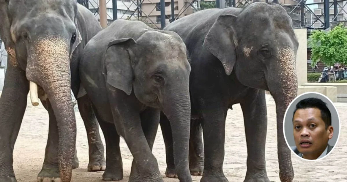 Former Environment Minister Nik Nazmi Rejects Corruption Claims Over Elephant Zoo Transfer