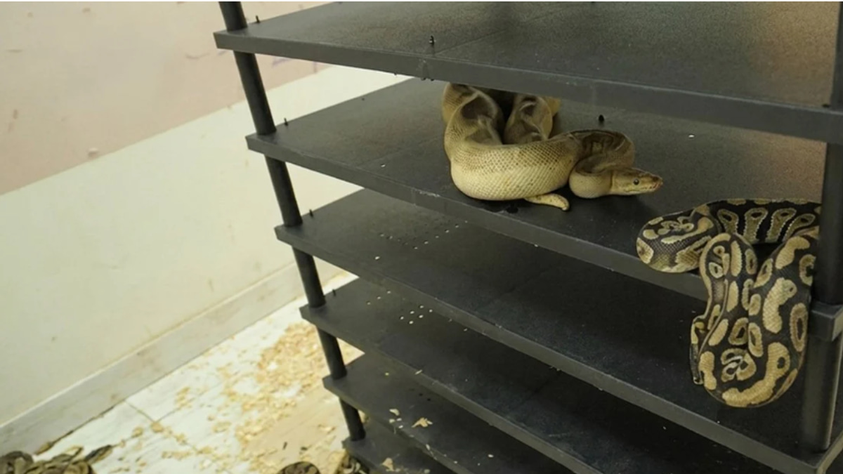 Chinese Man Sentenced to Prison for Illegal Breeding of 300 Pythons in Residential Flat