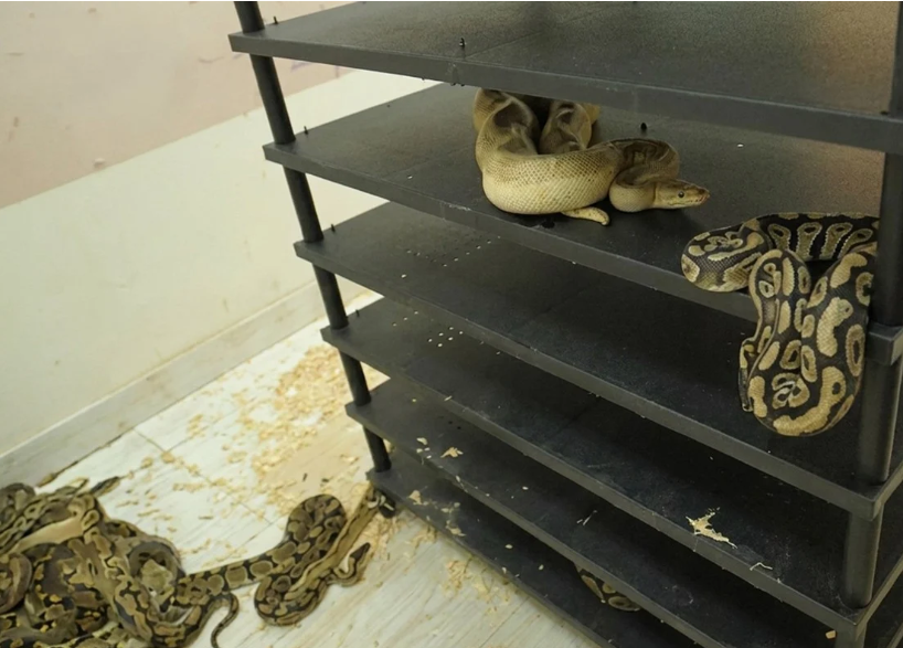 Chinese Man Sentenced to Prison for Illegal Breeding of 300 Pythons in Residential Flat