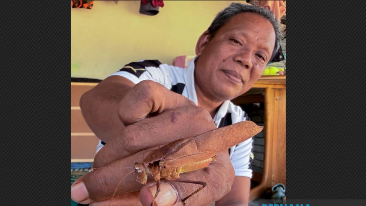 A Digital Detox in Kelantan: Youth Embrace Ancient Cricket-Fighting Tradition