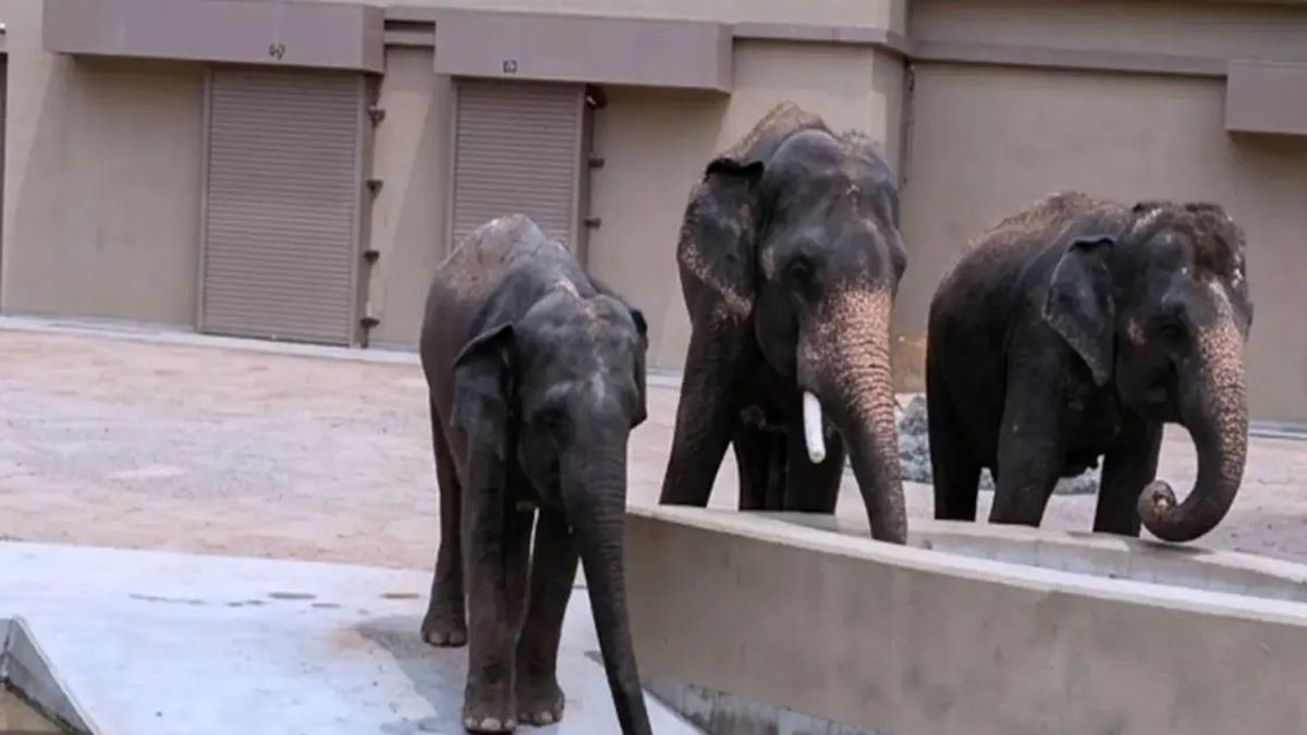 NGO Alleges RM50 Million in Undisclosed Payments for Japanese Elephant Transfer