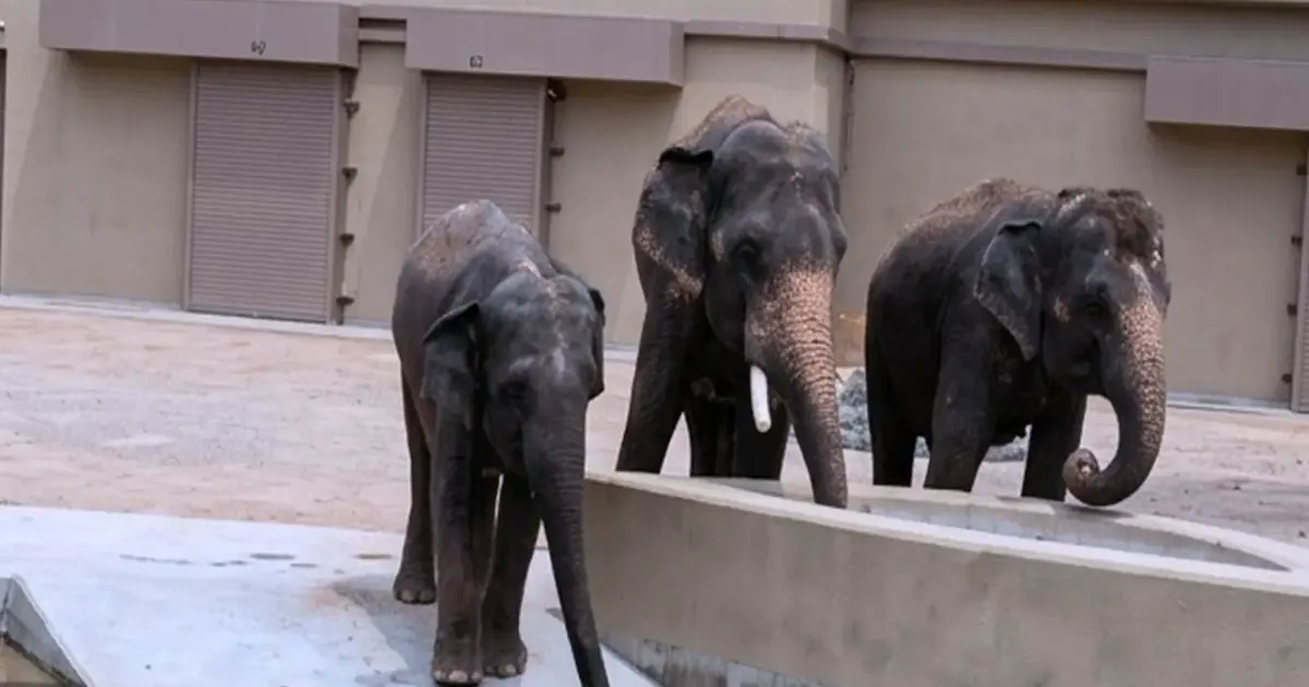 NGO Alleges RM50 Million in Undisclosed Payments for Japanese Elephant Transfer