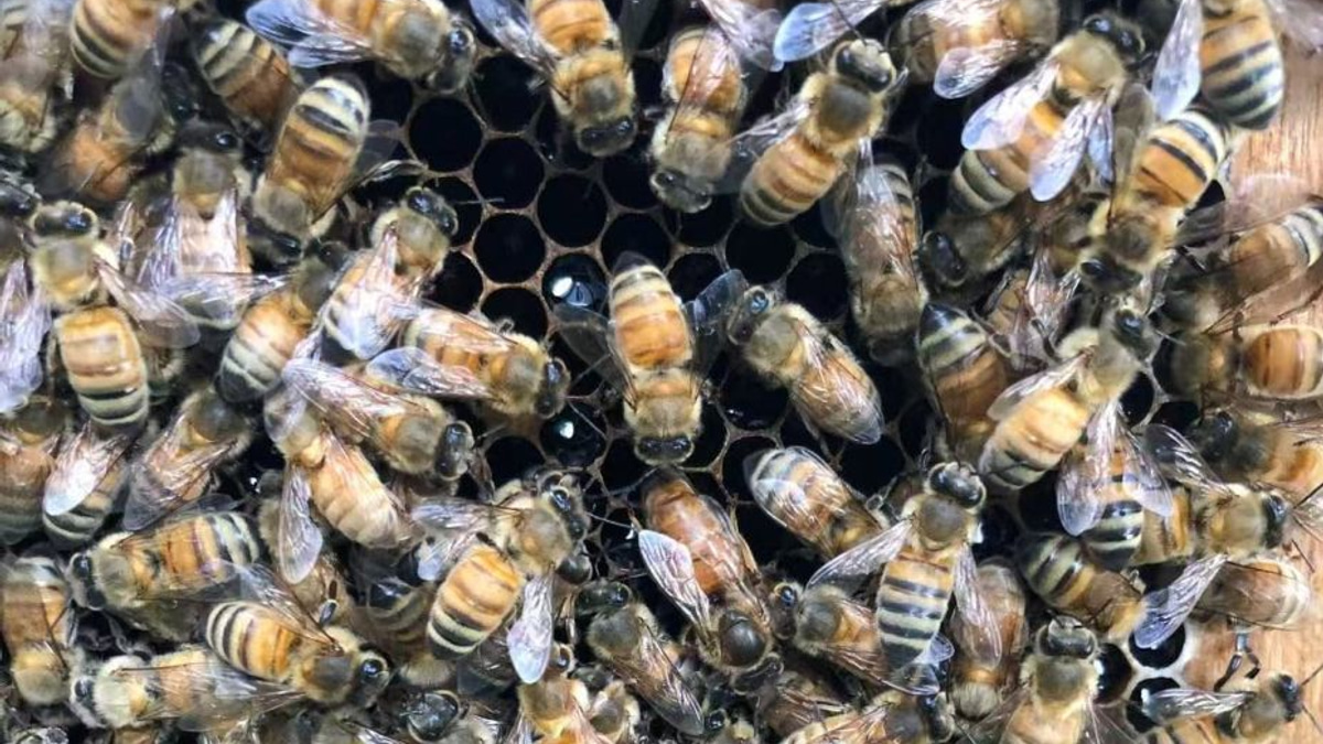 How honeybee workers engineer a 'royal palace' to create their queen