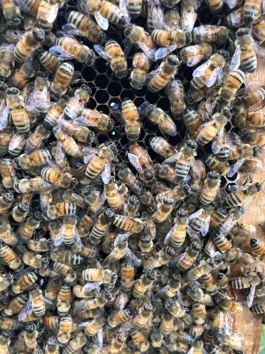 How honeybee workers engineer a 'royal palace' to create their queen