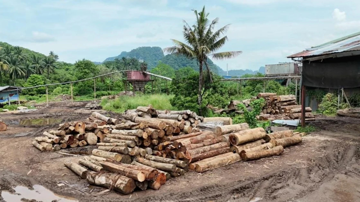 Eleven arrested and RM2.43 million in illegal timber seized across East Coast states