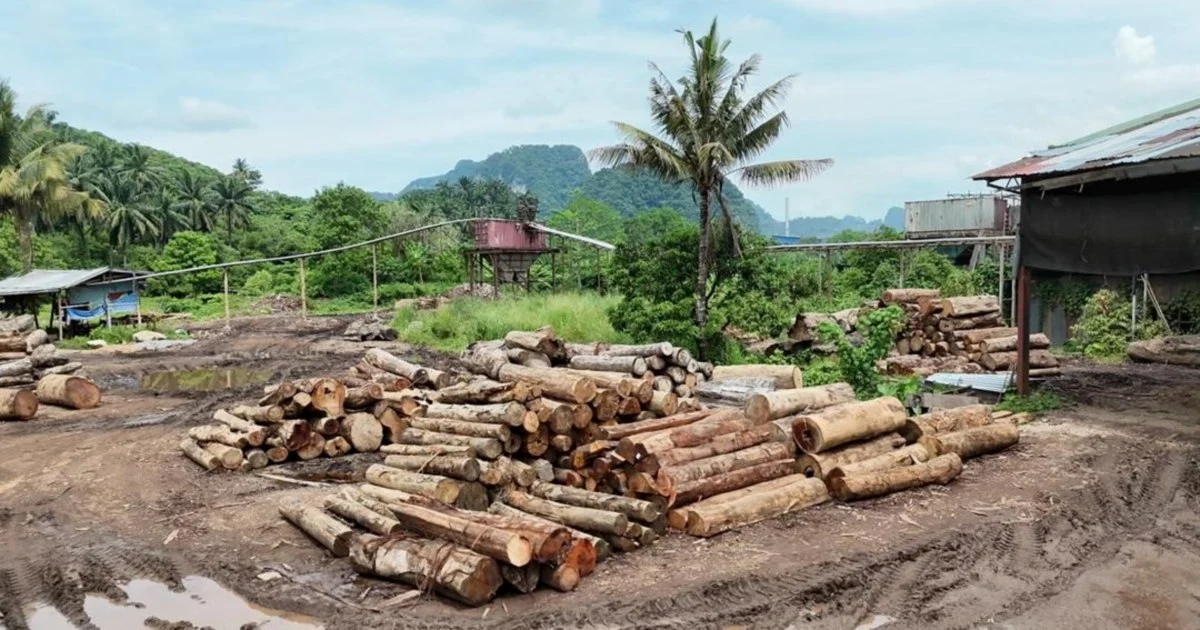 Eleven arrested and RM2.43 million in illegal timber seized across East Coast states